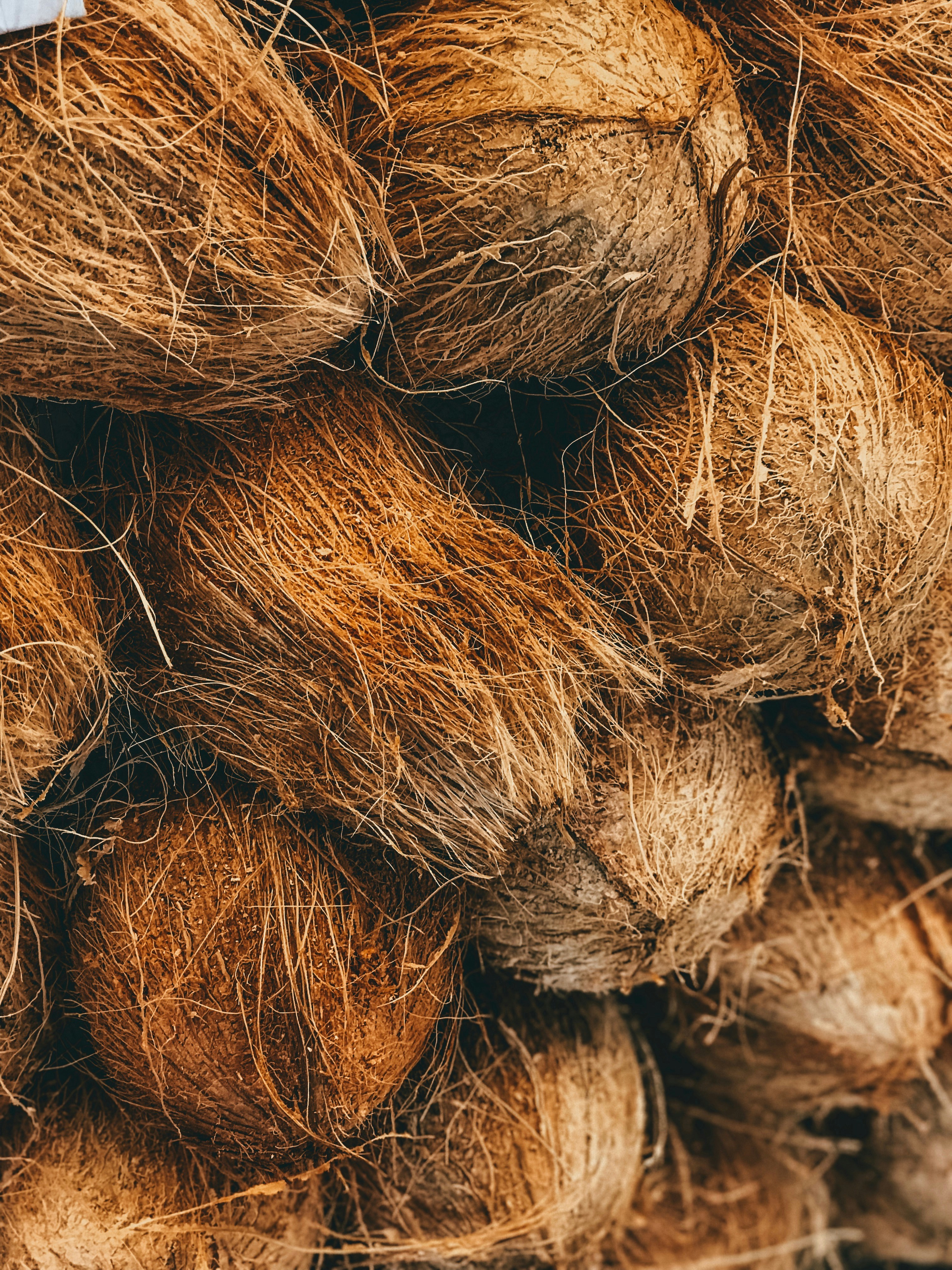 Coconuts